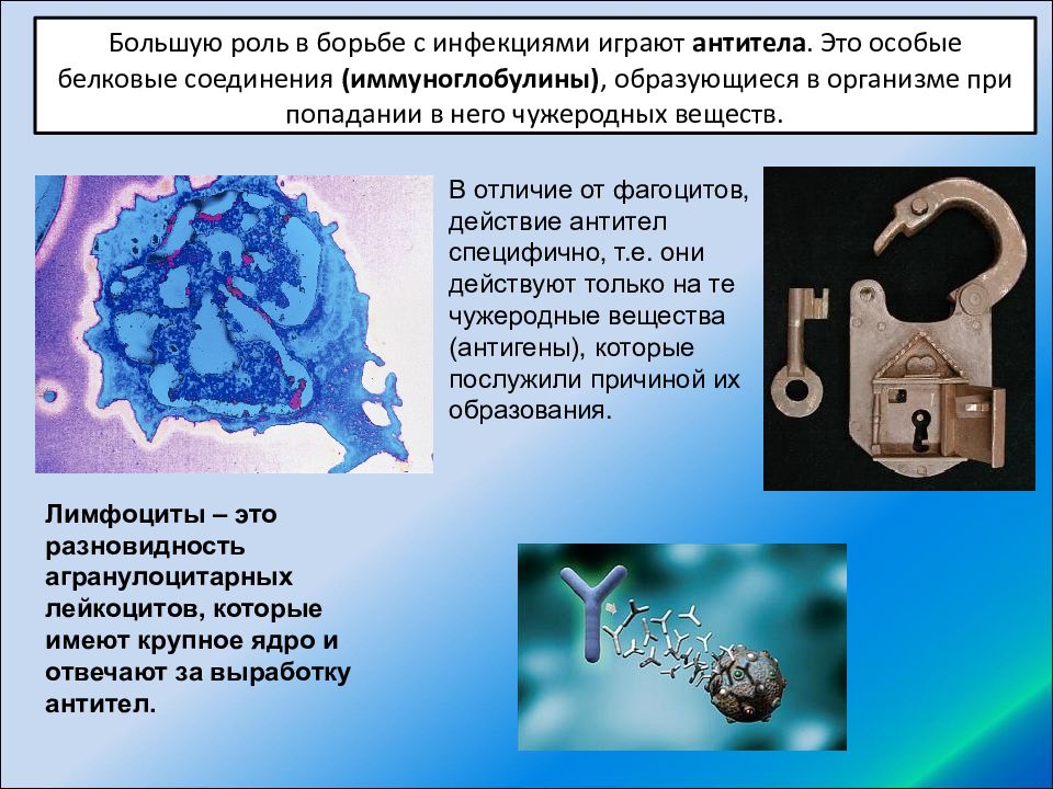 Внутренняя среда организма кровь иммунитет презентация