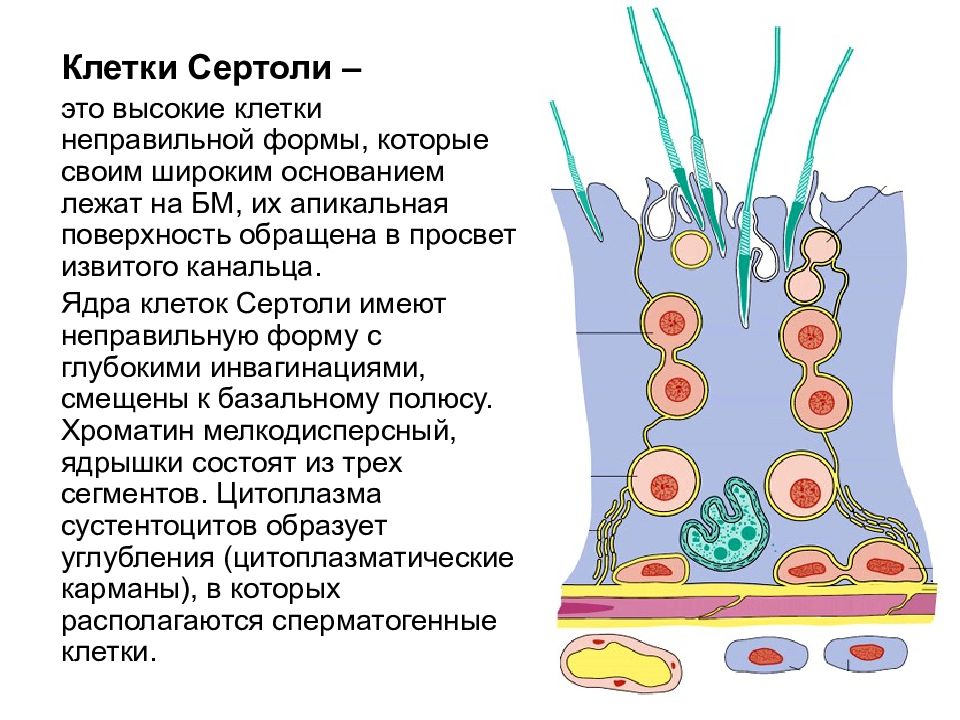 Клетки вырабатывают