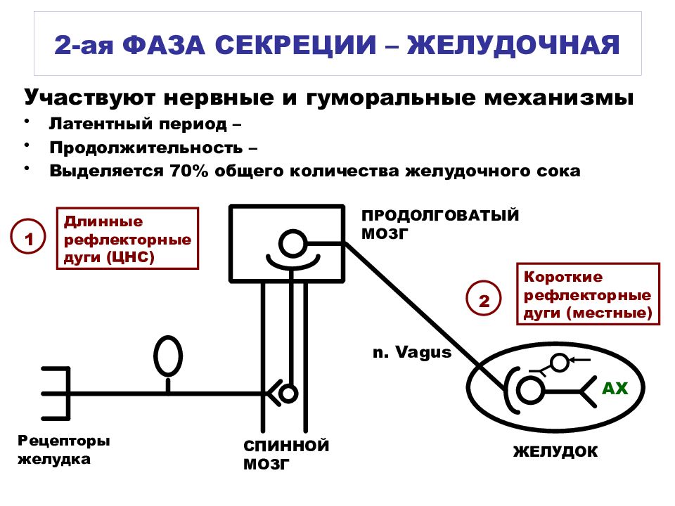 Механизм желудочного сока. Схема регуляции желудочной секреции. Фазы желудочной секреции, их нервно-гуморальные механизмы.. Механизмы и фазы желудочной секреции. Механизм желудочной секреции.