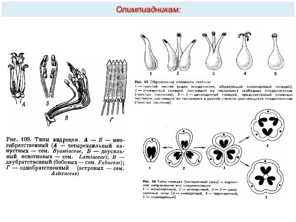 Андроцей. Андроцей и гинецей. Типы андроцея и гинецея. Типы строения андроцея бобовых. Андроцей и гинецей, общая характеристика..