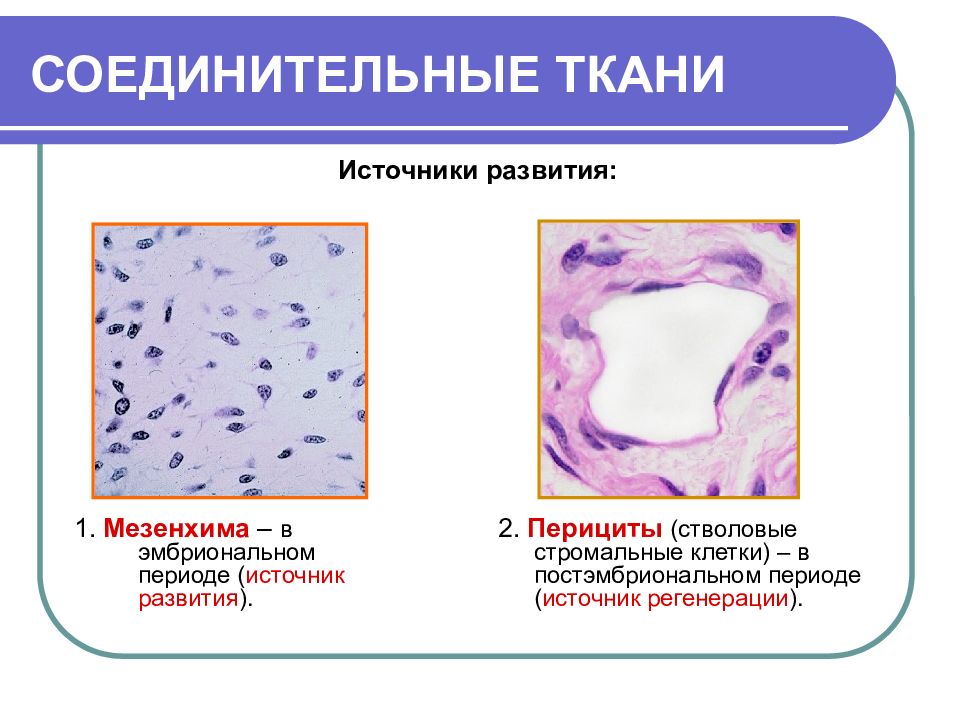 2 развитие тканей. Источники развития соединительной ткани. Мезенхима эмбриональная соединительная ткань. Эмбриональный источник развития соединительных тканей.. Источники развития соед.тканей.