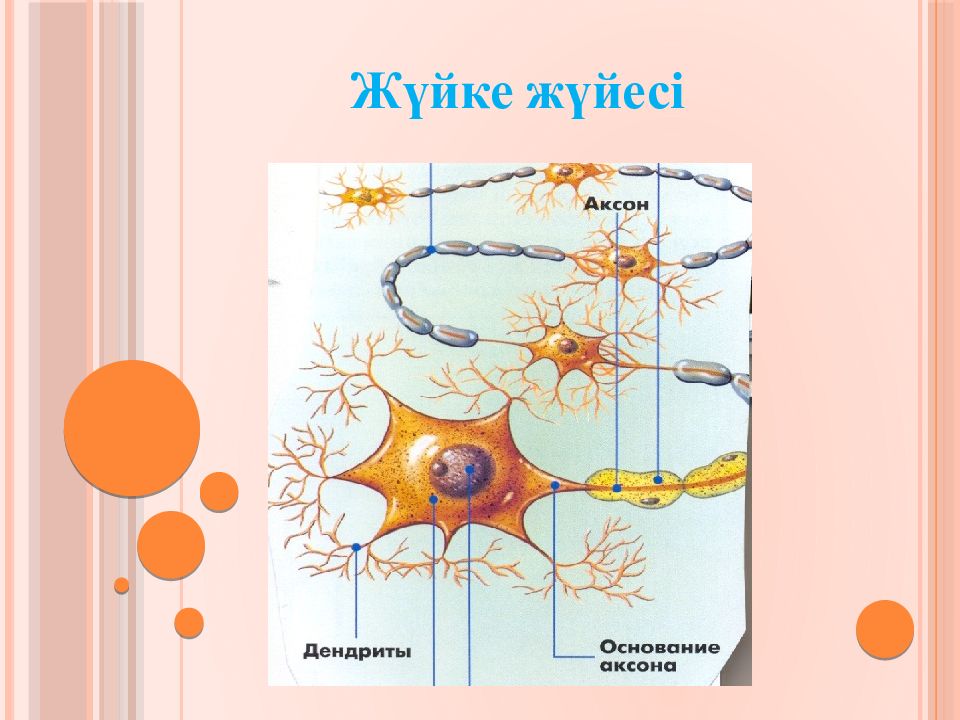 Жүйке жүйесі