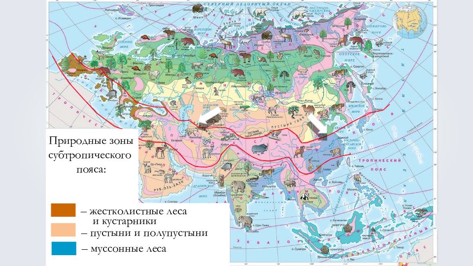 Природные зоны евразии 4 класс. Разнообразие природы, природные зоны Евразии. Карта природных зон Евразии. Природные зоны субтропического пояса Евразии. Зона субтропических муссонных лесов Евразии.