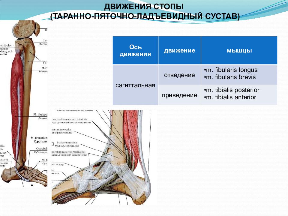 Движения стопы. Таранно-пяточно-ладьевидный сустав движения. Движения в суставах стопы. Мышцы движения стопы.