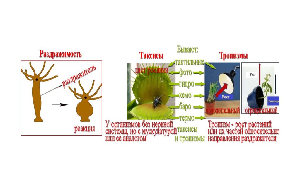 Таксис. Раздражимость таксисы тропизмы. Таксисы и тропизмы. Движение растений таксисы. Тропизмы настии таксисы рефлексы.