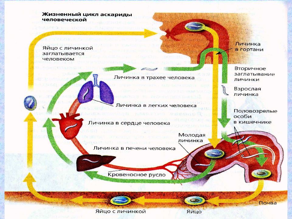 Какой цифрой обозначена на рисунке личинка аскариды в теле человека