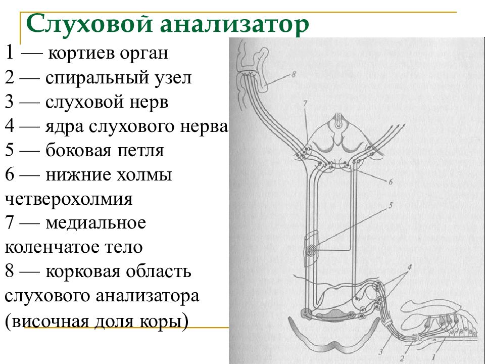 Анатомия физиология патология органов зрения. Кортиев орган и слуховой нерв. Спиральный узел. Спиральный узел слухового анализатора. Спиральный узел состоит из.