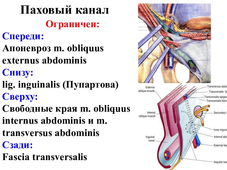 Паховый канал анатомия схема