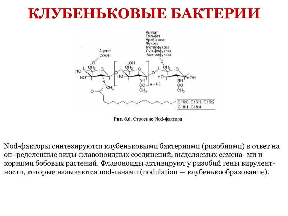 Разложение органических веществ. Nod-фактор. Nod гены. Nod-гены у растений. Nod факторы у бактерий.