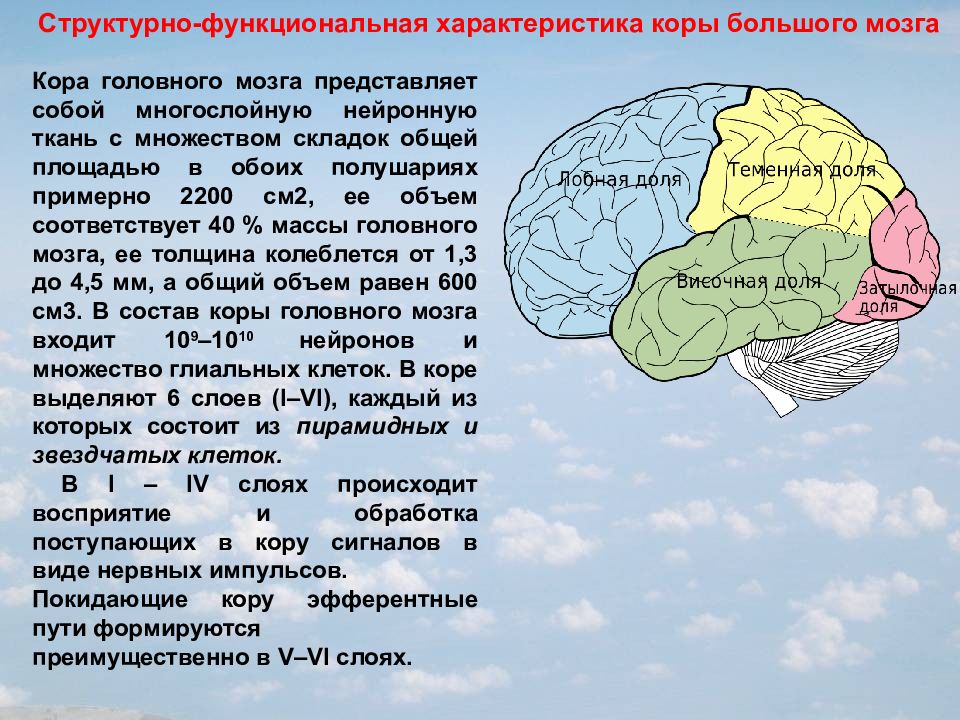 Функции коры больших полушарий презентация