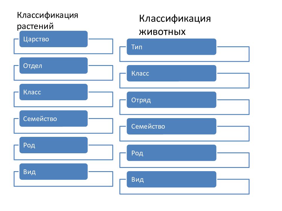 Классификация растений Классификация животных