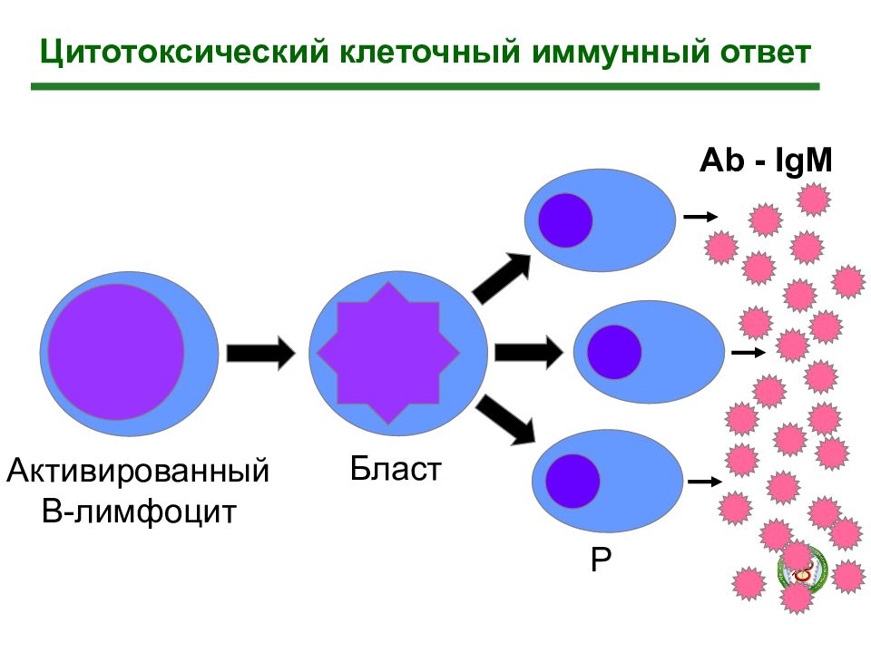 Презентация клеточный иммунный ответ