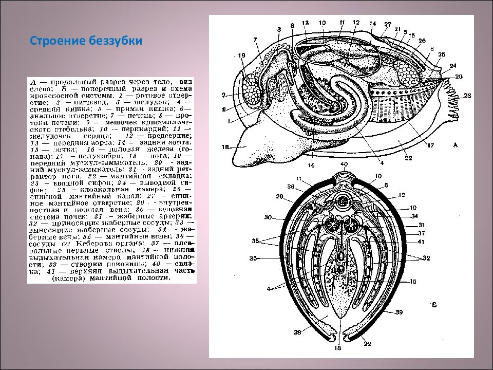 Строение беззубки. Строение беззубки схема. Внутреннее строение беззубки на продольном разрезе. Внешний вид и схема строения беззубки. Внутреннее строение беззубки на продольном.