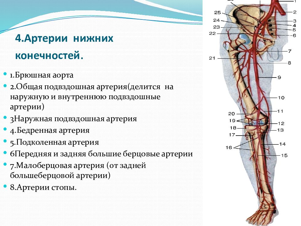 Правая подвздошная артерия. Артерии нижних конечностей анатомия схема. Артерии нижней конечности анатомия. Аорта сосудов нижних конечностей. Артерии и вены нижних конечностей анатомия.