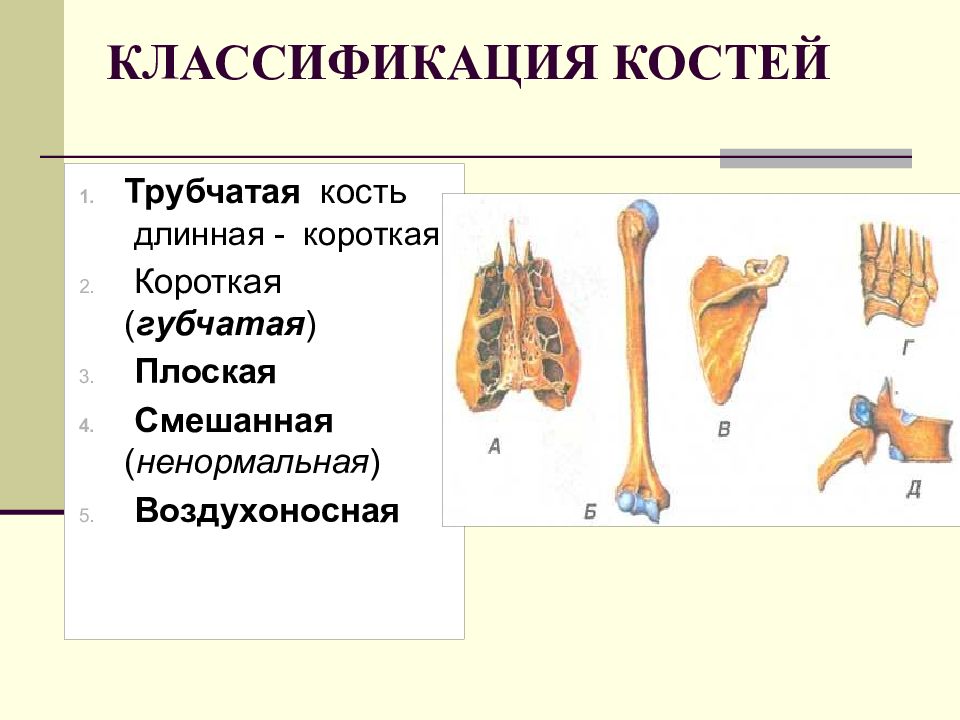 Выберите губчатую кость. Классификация костей трубчатые губчатые. Классификация костей трубчатые губчатые плоские и смешанные кости. Трубчатая губчатая и плоская кость. Трубчатая кость и губчатая кость.