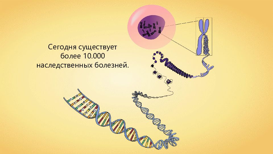 Непрерывность жизни. Особенности размножения человека 8 класс. Непрерывность жизни это в биологии. Особенности размножения человека 8 класс видеоурок.