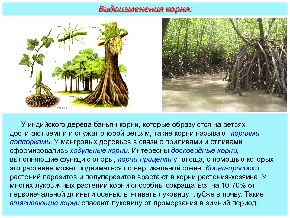 Имеют ли корни. Ходульные корни баньяна. Ходульные корни и корни-подпорки. Корни подпорки баньяна. Корни- подпорки мангровых деревьев.