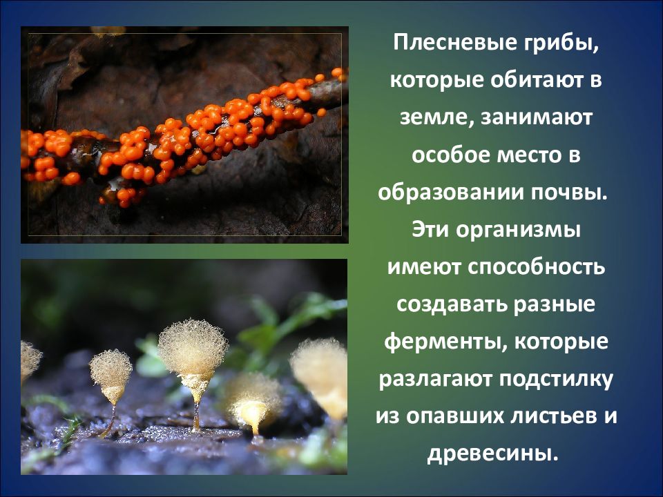 Какую роль играют плесневые грибы в природе