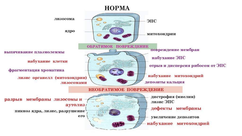 Ядро защищает клетку от повреждений. Ядро защищает клетку от повреждений. Строение ядрышка клетки. Повреждение клеточного ядра. Ядро защищает клетку от повреждений.
