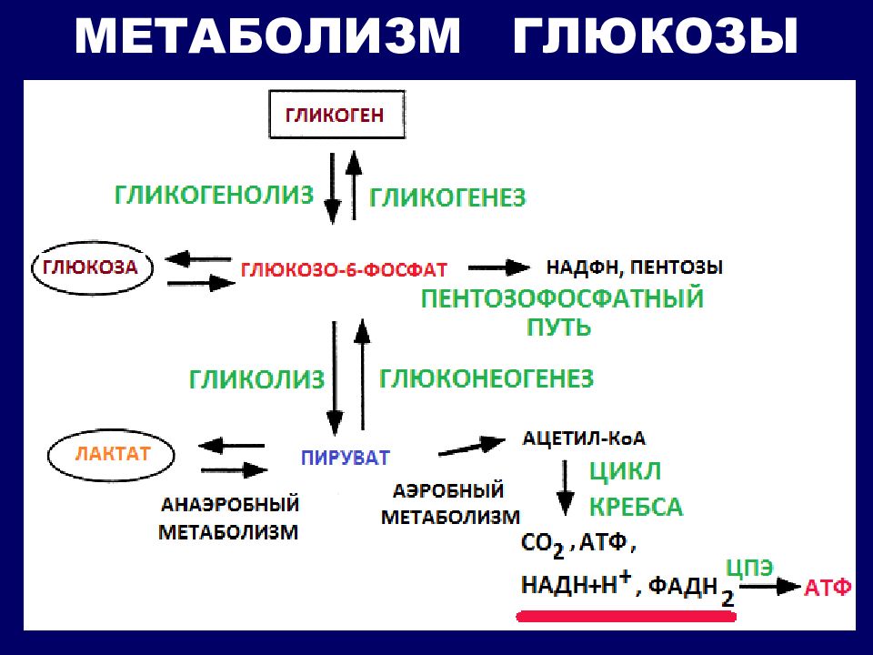 Обмен углеводов презентация