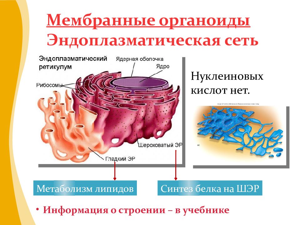 Строение клеток мембранные органоиды. Строение мембраны органоидов клетки. Мембранные органоиды клетки строение и функции. Строение и функции мембранных органелл (эндоплазматической. Мембранные органеллы клетки строение.