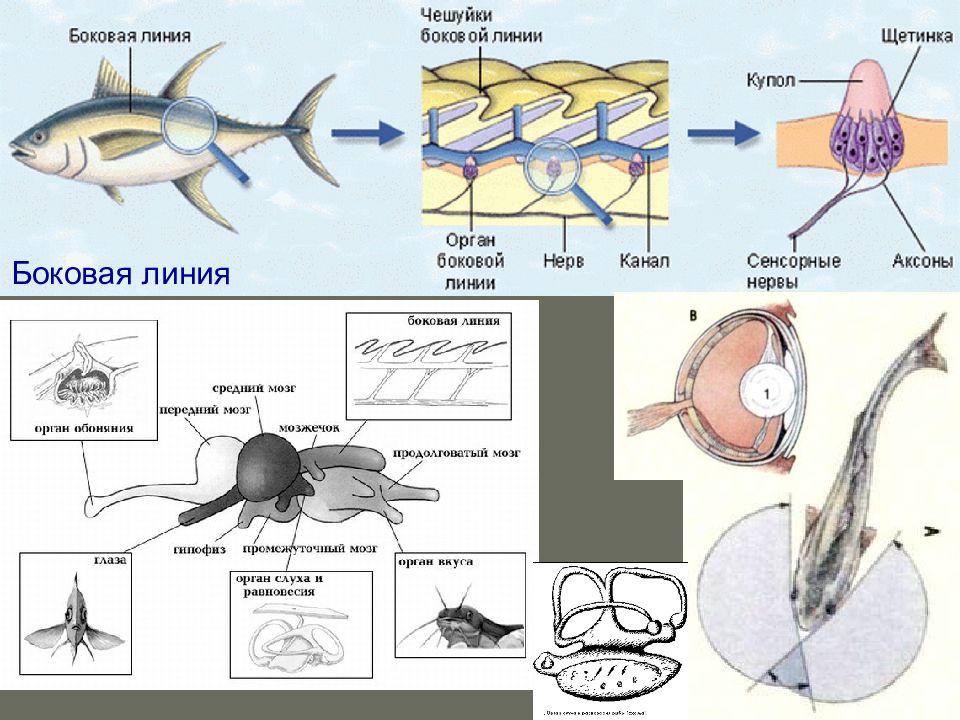 Ухо класс рыбы. Боковая линия у костных рыб. Хрящевые рыбы рисунок. Нервная система костных рыб. Органы хрящевых рыб.