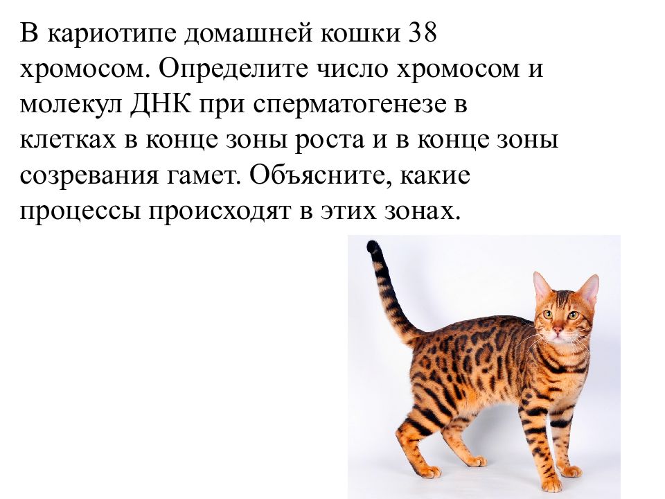 Хромосомы кошки. Количество хромосом у кошки. Кариотип кошки 38 хромосом. Количество хромосом у кошачьих.