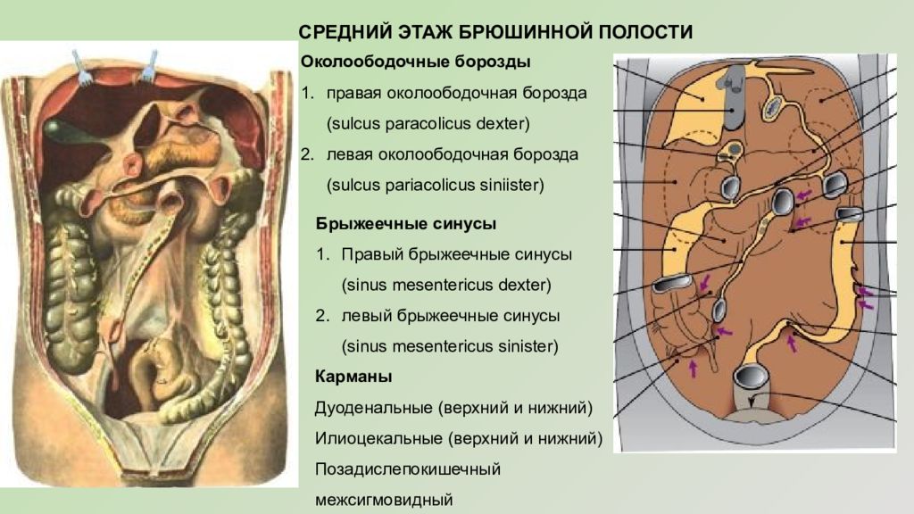 Левый синус. Правый брыжеечный синус. Правый и левый брыжеечные синусы. Брыжеечные пазухи и боковые каналы. Правый брыжеечный синус брюшины анатомия.