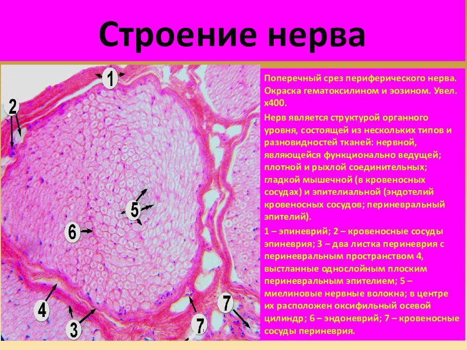 Строение гистологии. Нерв окраска – гематоксилин-эозин. Поперечный срез периферического нерва гистология. Поперечный срез нерва препарат. Периферический нерв гистология препарат.