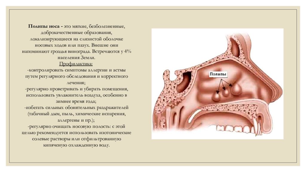 Полость носа на латинском