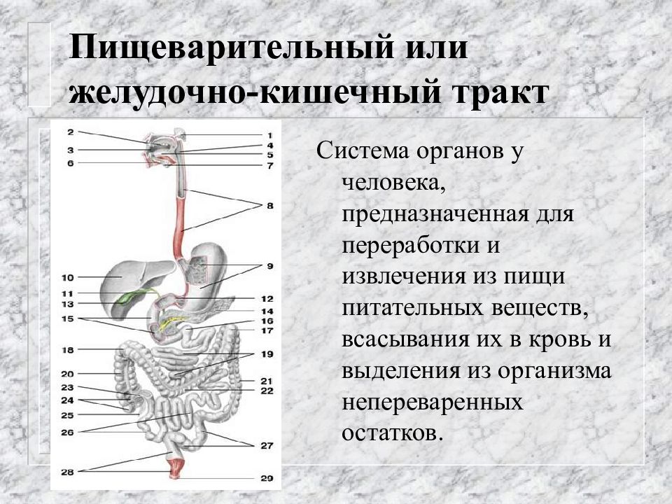 На рисунке представлена формула вещества в каком отделе пищеварительной системы человека всасывается