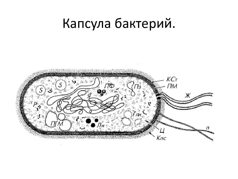 Какой биологический объект изображен на рисунке клетка бактерии