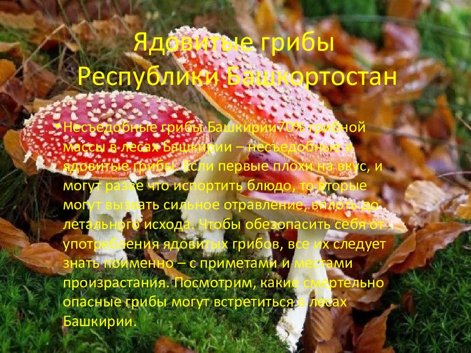 Ядовитые грибы Республики Башкортостан