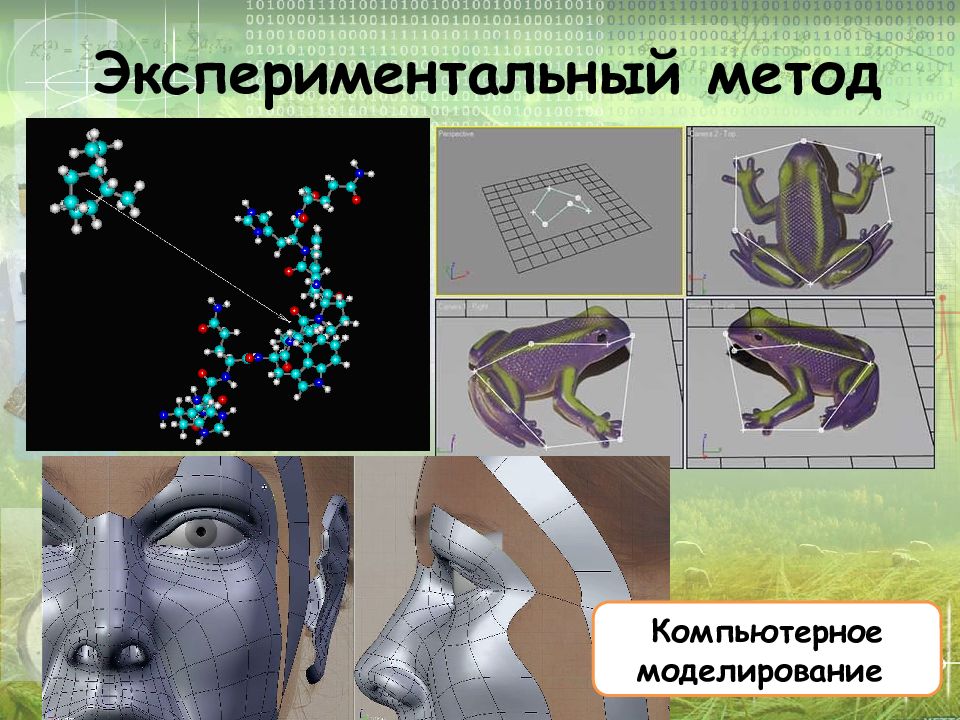 Моделирование изучали. Моделирование в биологии. Метод моделирования в биологии. Компьютерное моделирование в биологии. Методы компьютерного моделирования в биологии.