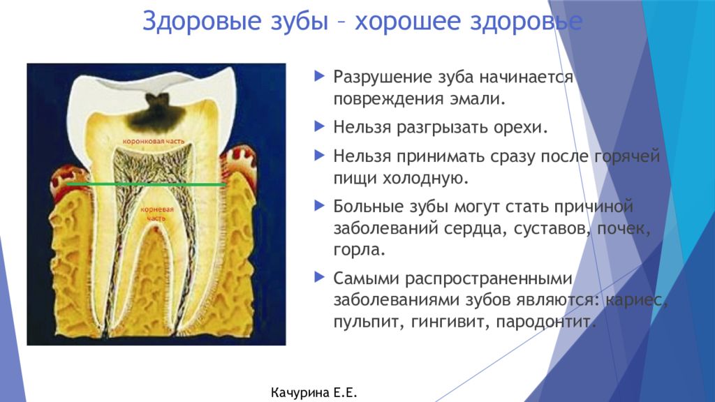 Проект про зубы 8 класс биология