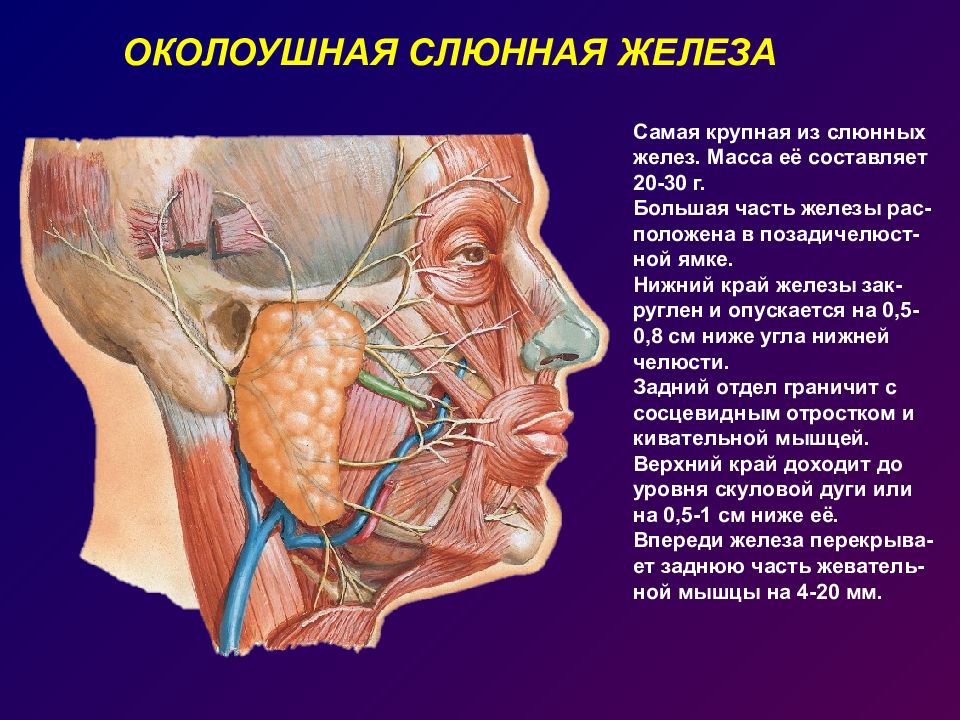 Область околоушной железы. Околоушная слюнная железа анатомия. Проток околоушной слюнной железы анатомия. Расположение околоушной слюнной железы анатомия. Структура околоушной слюнной железы.