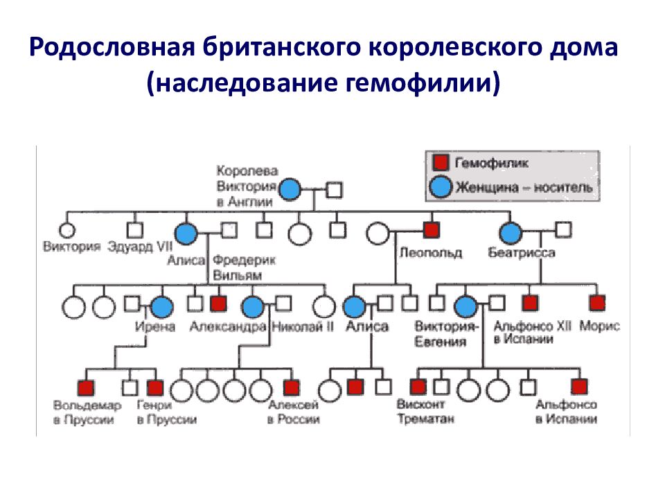 Схема наследования гемофилии у человека