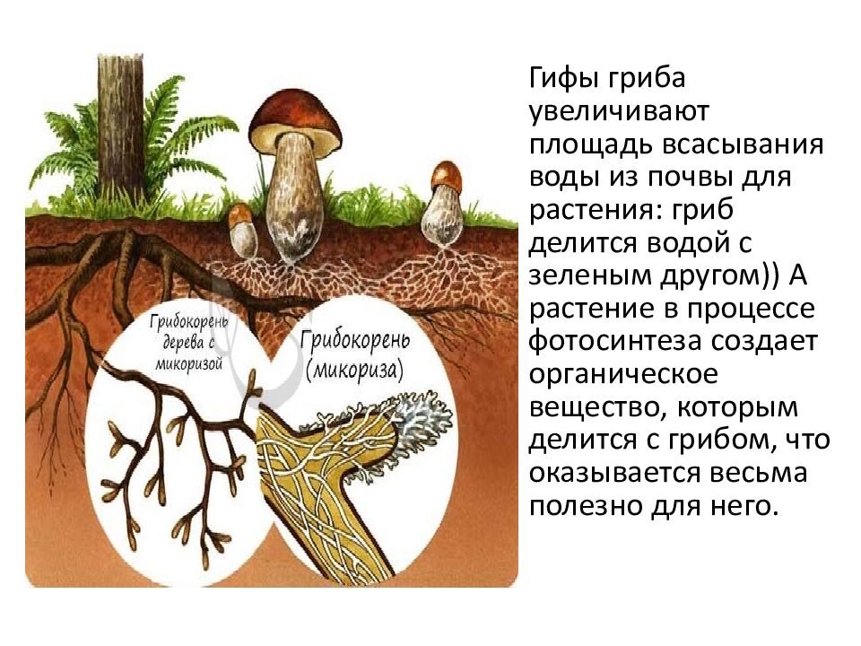 Грибы