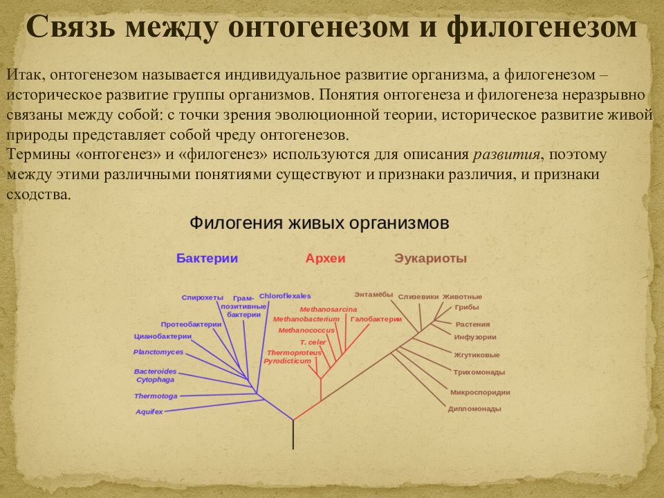 Эволюция живых систем презентация