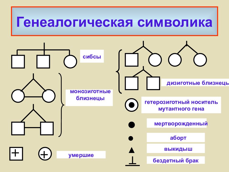 Составление родословной презентация