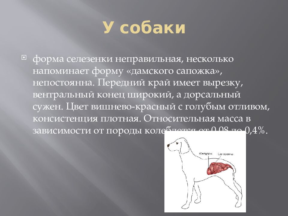 Цвет селезенки. Анатомия селезенки собаки.