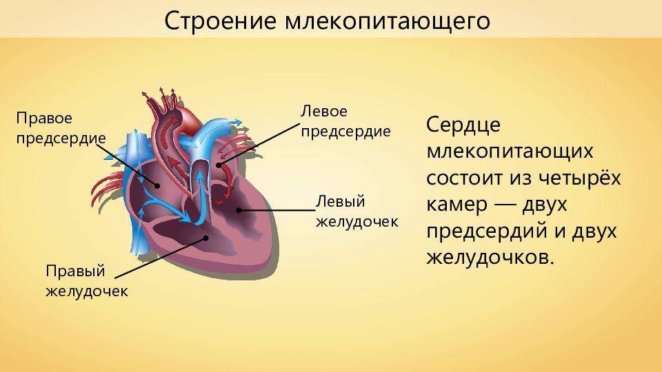 Какая кровь поступает в легкие млекопитающих. Строение сердца млекопитающих. Кровеносная система млекопитающих. Движение крови в сердце. Строение сердца и кровеносной системы.