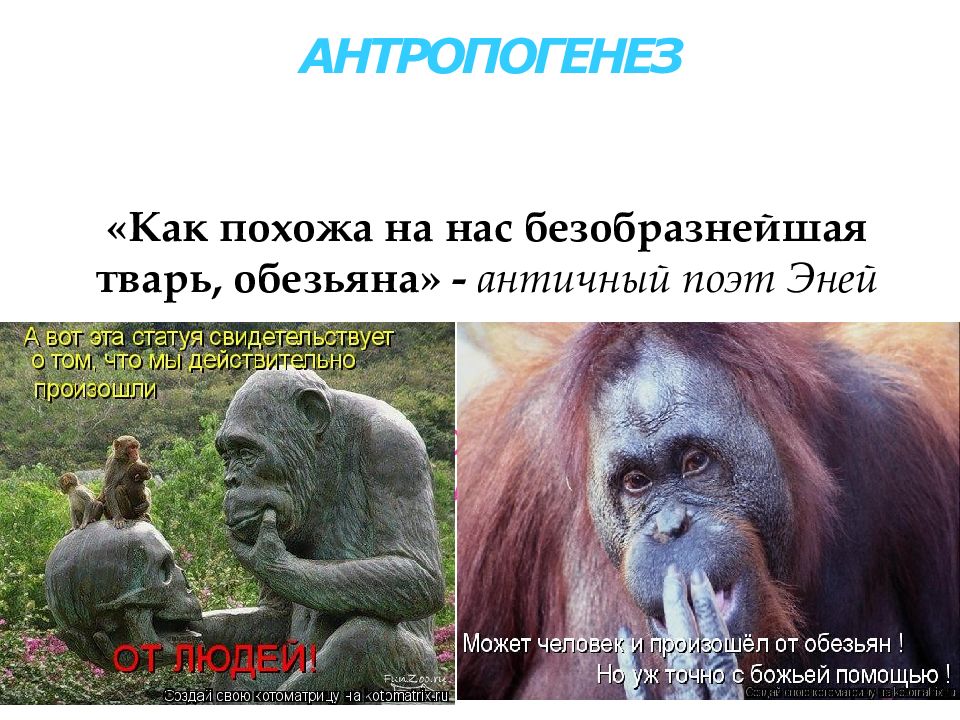 ИСТОРИЧЕСКОЕ СТАНОВЛЕНИЕ ЧЕЛОВЕКА КАК ВИДА АНТРОПОГЕНЕЗ «Как похожа на нас