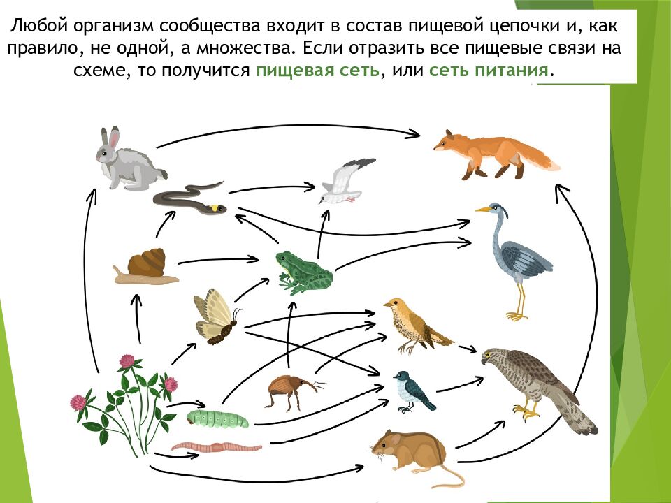 Пищевые связи