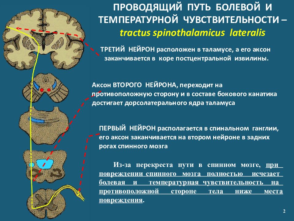 2 нарисовать блок схемы болевого тактильного и проприоцептивного анализаторов