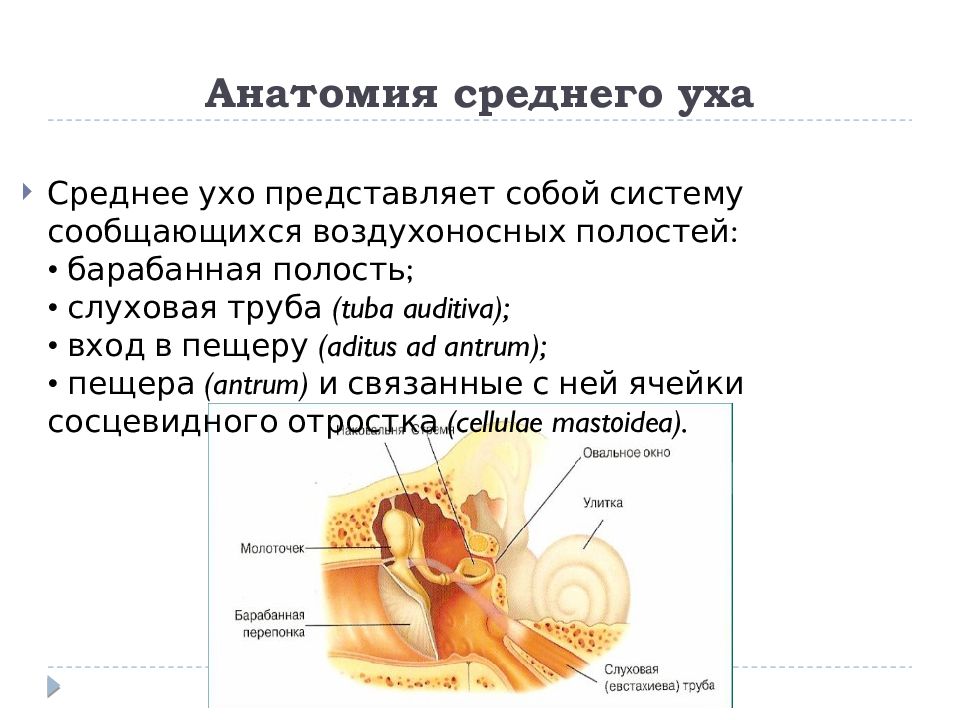 Стенки среднего уха