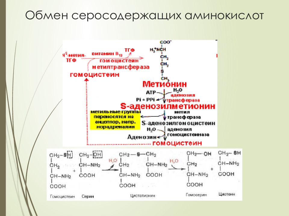 Тех карта аминокислоты