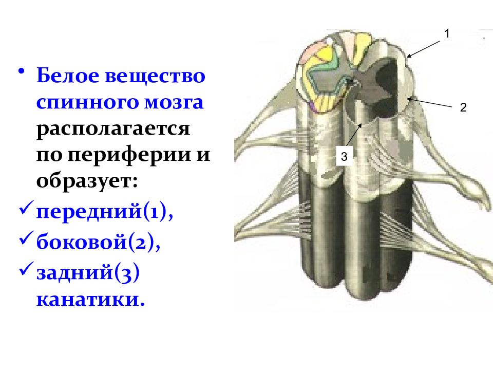 Задние ветви шейных нервов