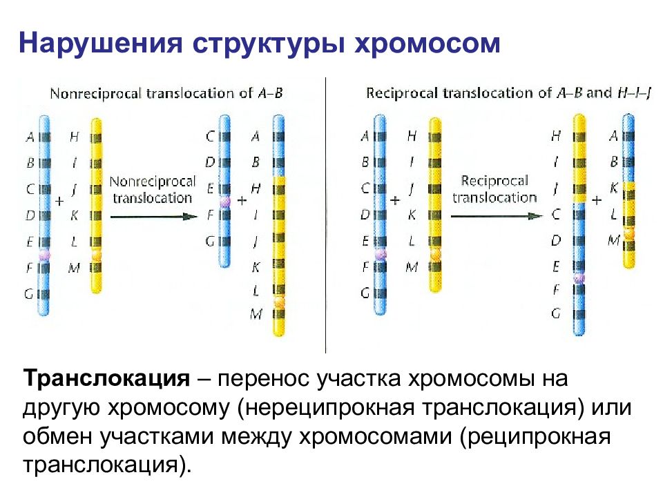 Изменение строения хромосом. Реципрокная транслокация. Транслокация хромосом. Нарушение структуры хромосом. Хромосомные транслокации.