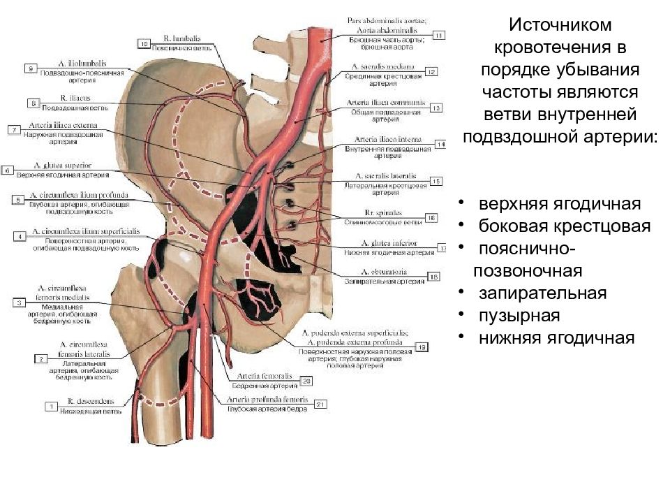 Кровоснабжение тазобедренного сустава схема